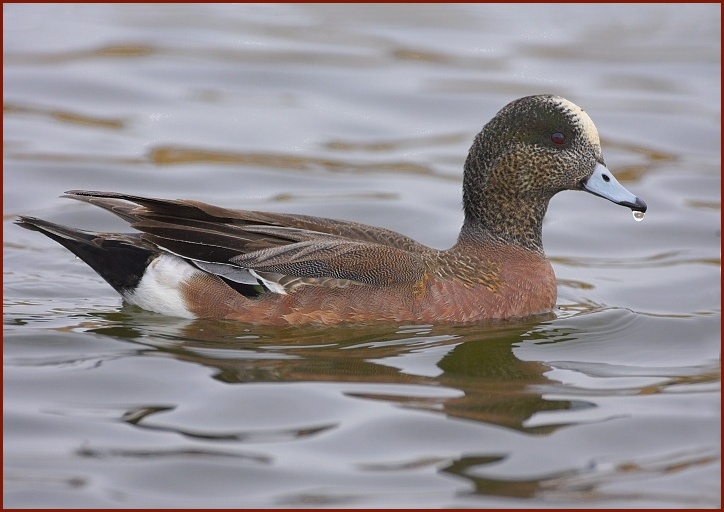 American Wigeon