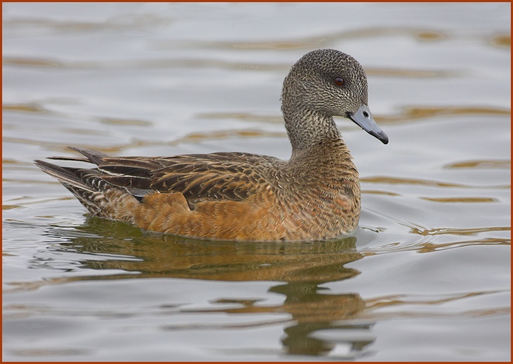 American Wigeon female