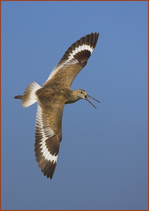 willet