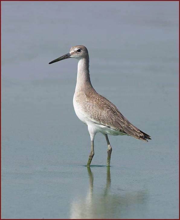 willet