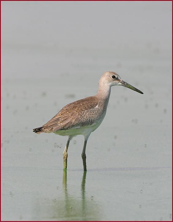 willet