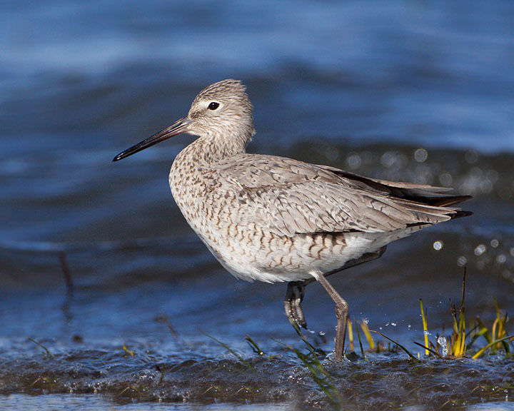 willet