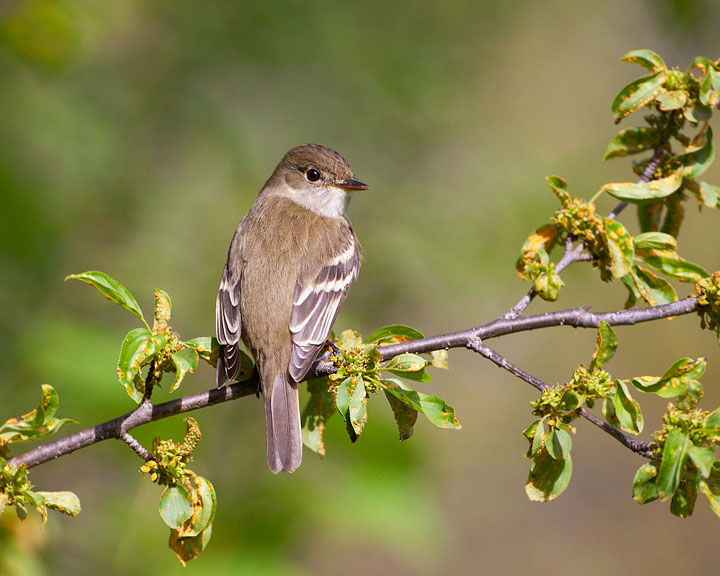 willow flycatcher