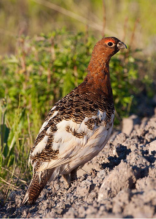 willow ptarmigan