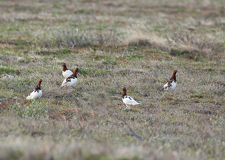 willow ptarmigan