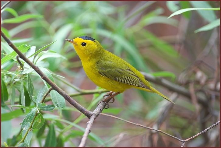 Wilson's Warbler