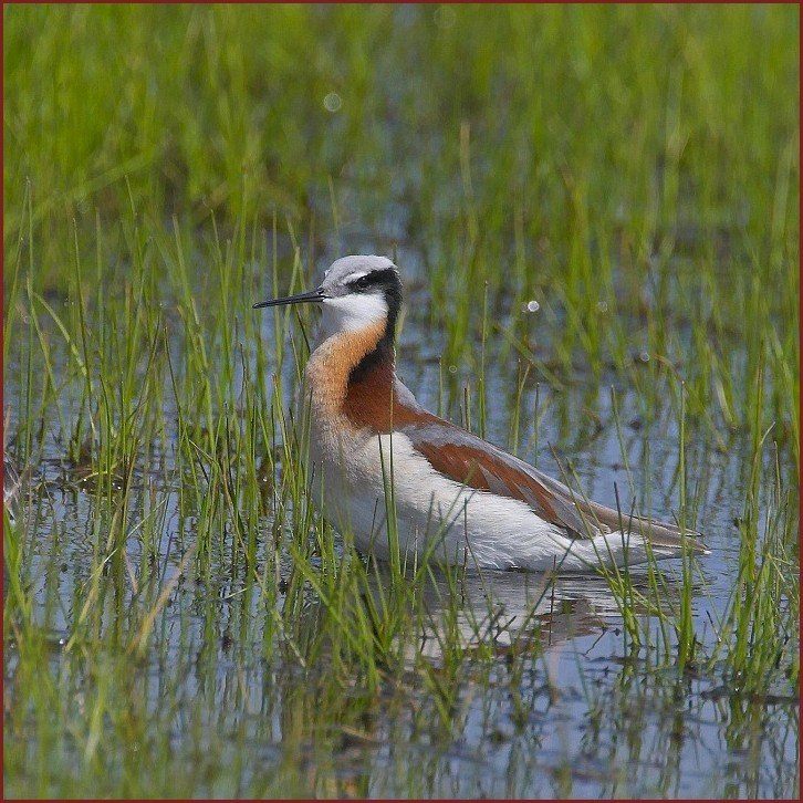 Wilson's Phalarope