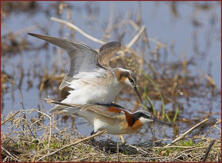 Wilson's Phalarope