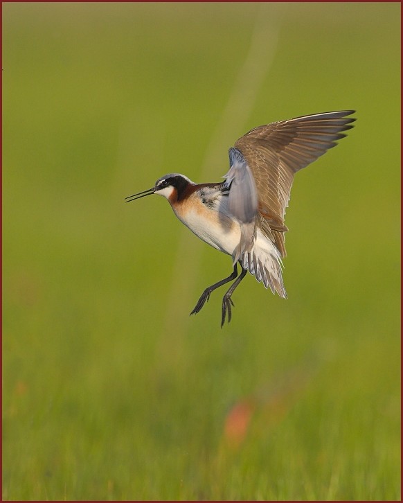 Wilson's Phalarope