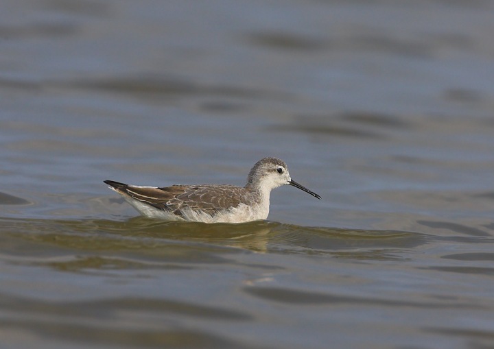 Wilson's Phalarope