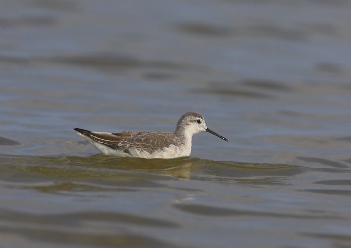 Wilson's Phalarope