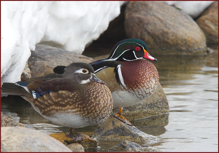 wood duck