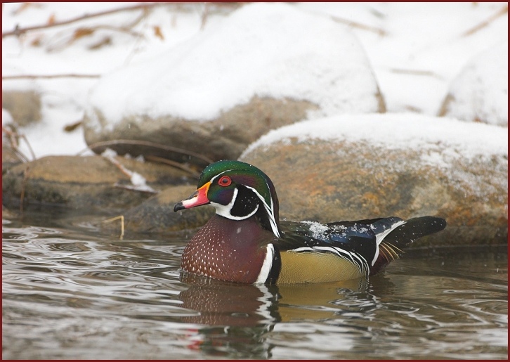 wood duck