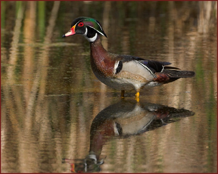 wood duck