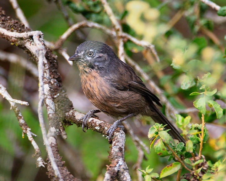 Wrentit