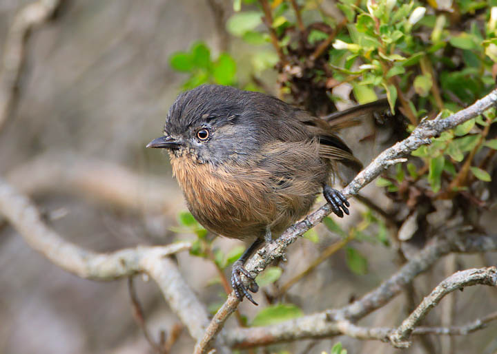 Wrentit