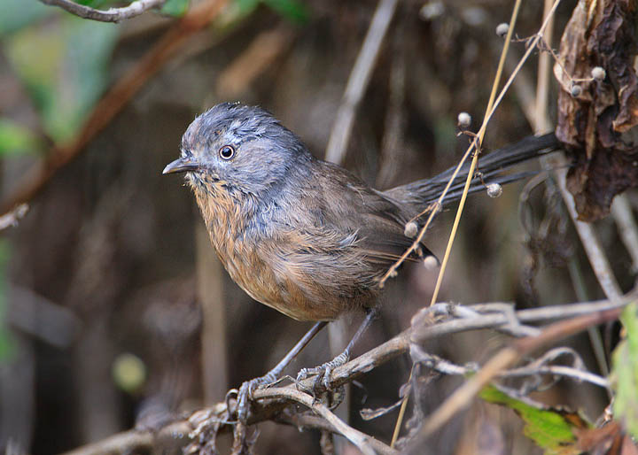 Wrentit