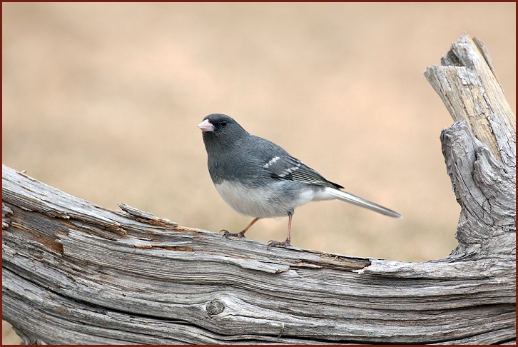 white-winged junco