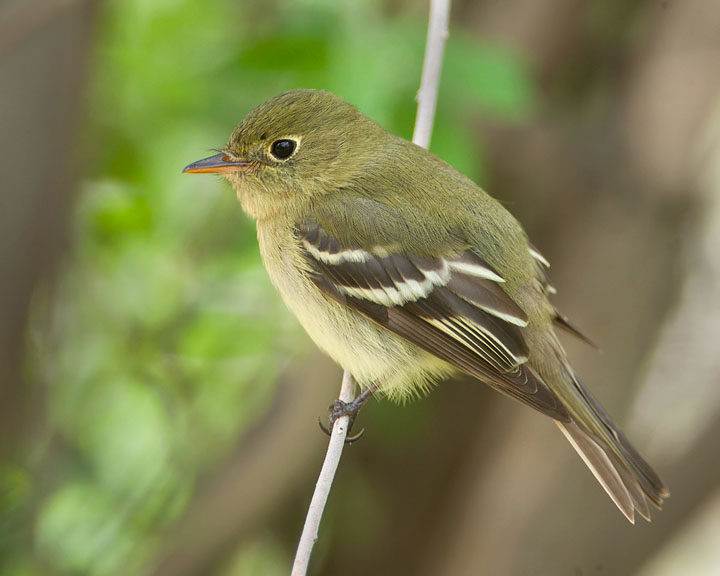 yellow-bellied flycatcher