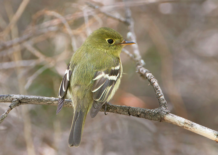 yellow-bellied flycatcher