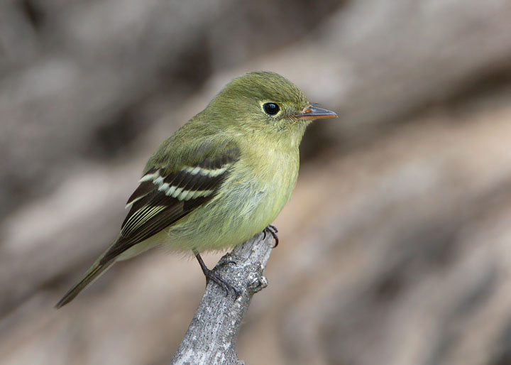 yellow-bellied flycatcher