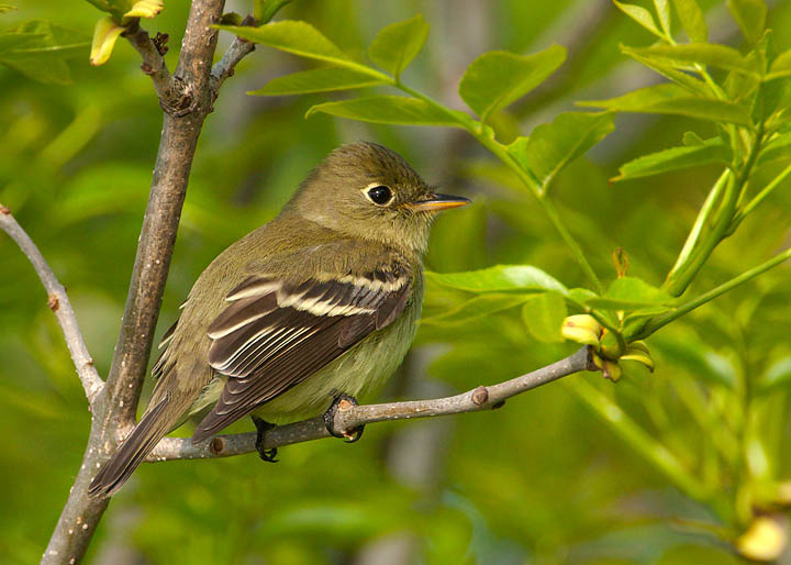 yellow-bellied flycatcher