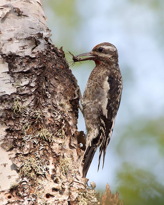 yellow-bellied sapsucker