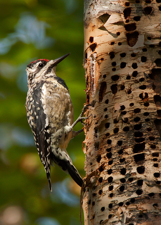 yellow-bellied sapsucker