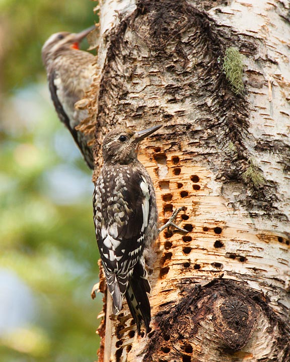 yellow-bellied sapsucker