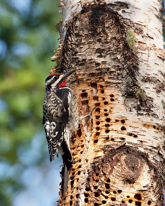 yellow-bellied sapsucker