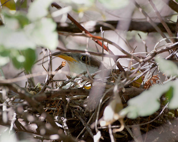 yellow-billed cuckoo