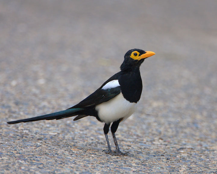 Yellow-billed Magpie