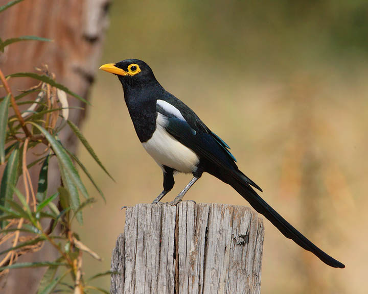 Yellow-billed Magpie