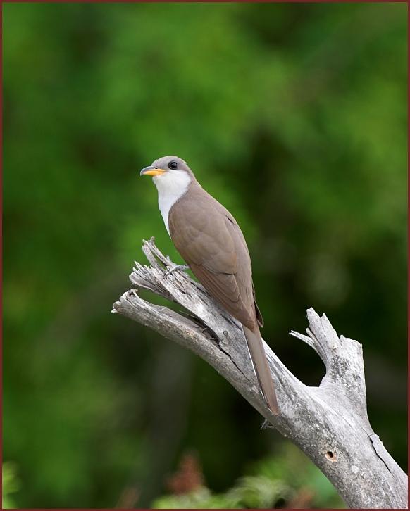 yellow-billed cuckoo