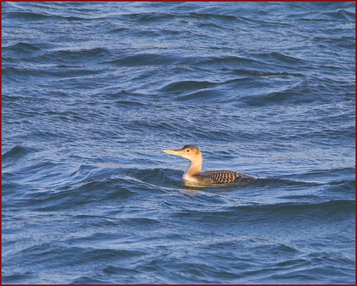 Yellow-billed Loon