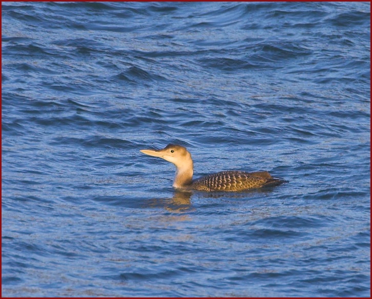 Yellow-billed Loon