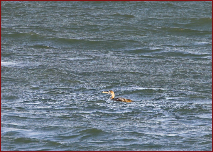 Yellow-billed Loon