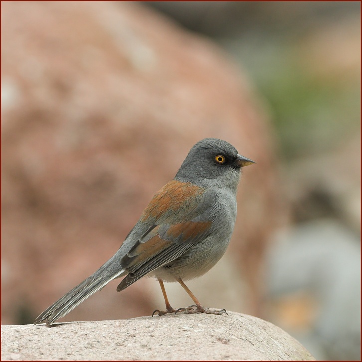 yellow-eyed junco