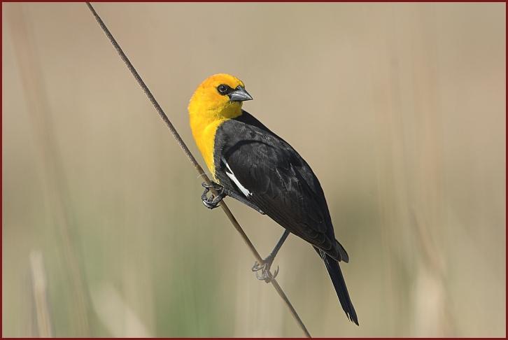 yellow-headed blackbird