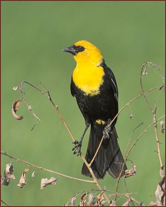 yellow-headed blackbird