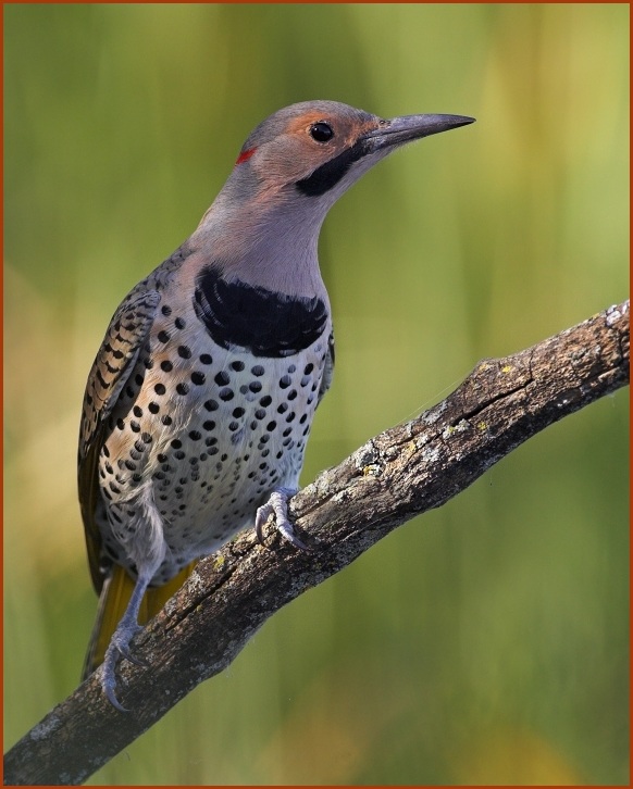 northern  flicker