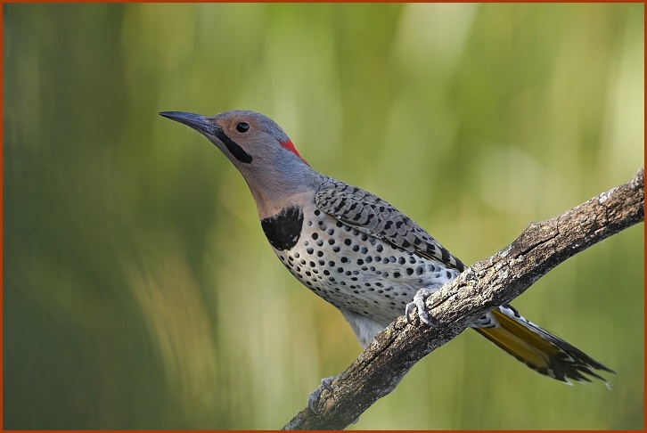 yellow-shafted flicker