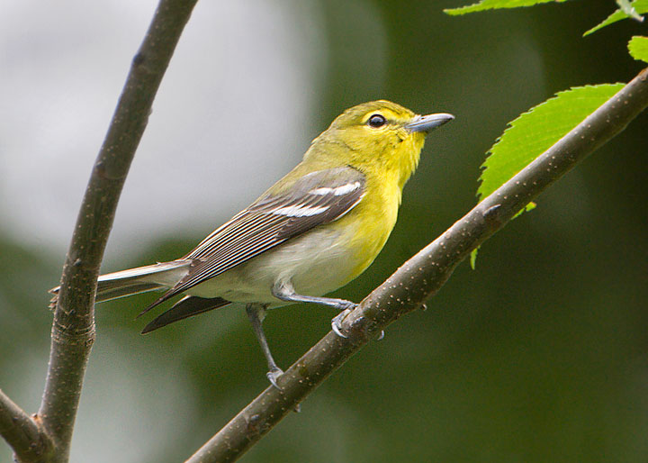 Yellow-throated Vireo