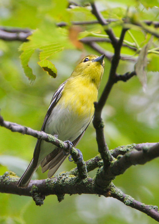 Yellow-throated Vireo