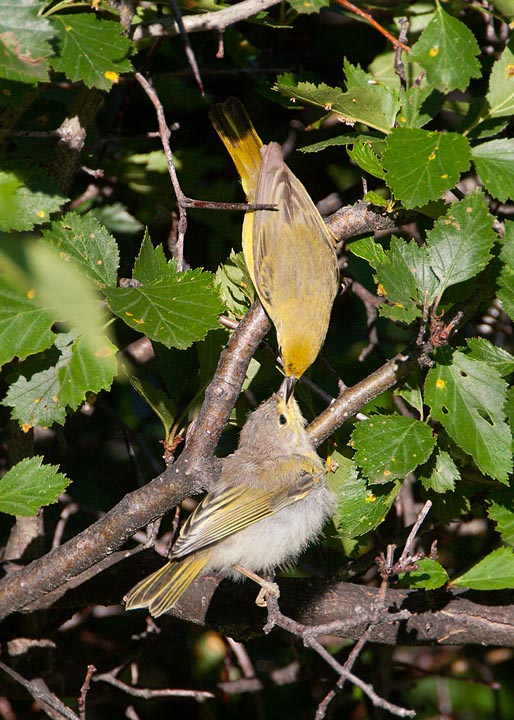 yellow warbler