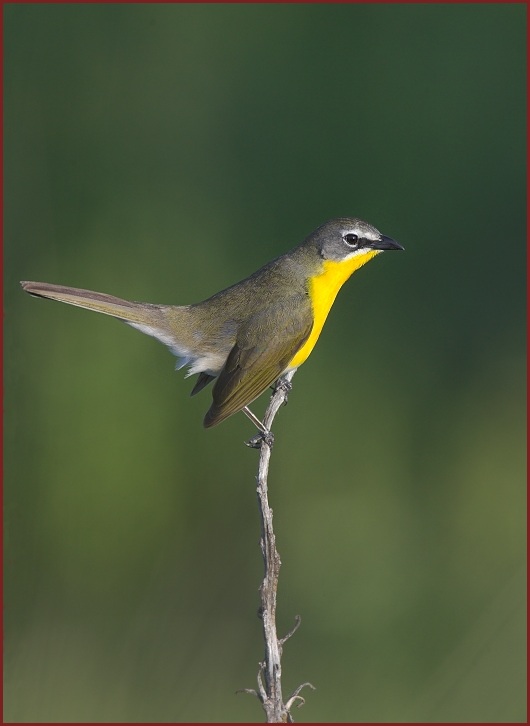 yellow-breasted chat