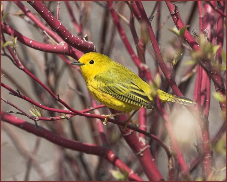 yellow warbler