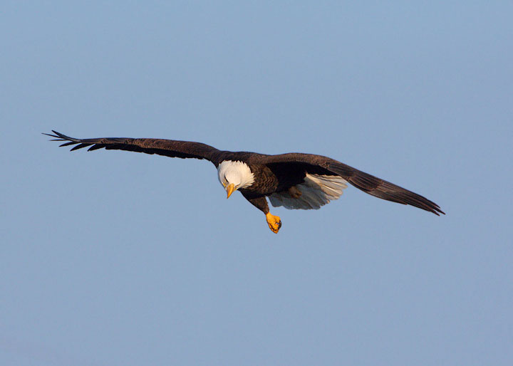 bald eagle