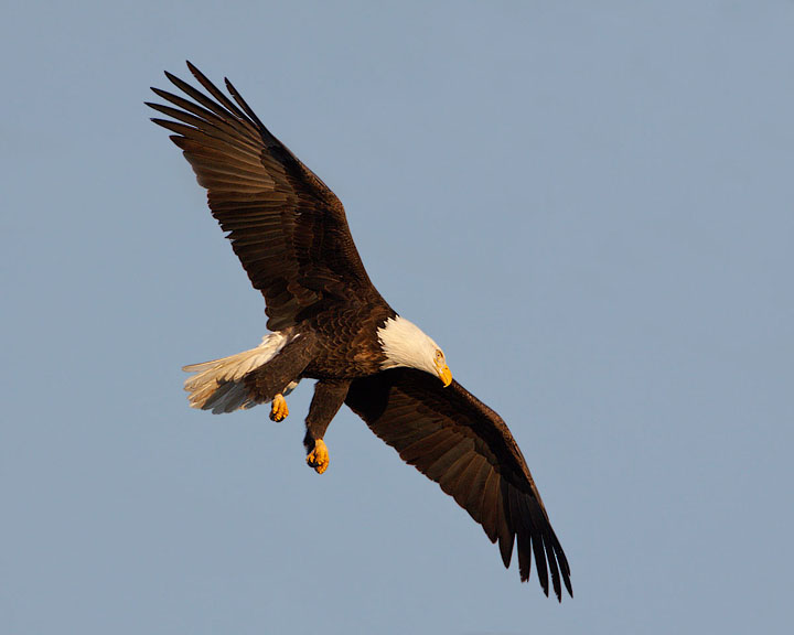 bald eagle