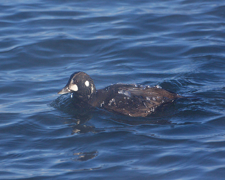 Harlequin Duck